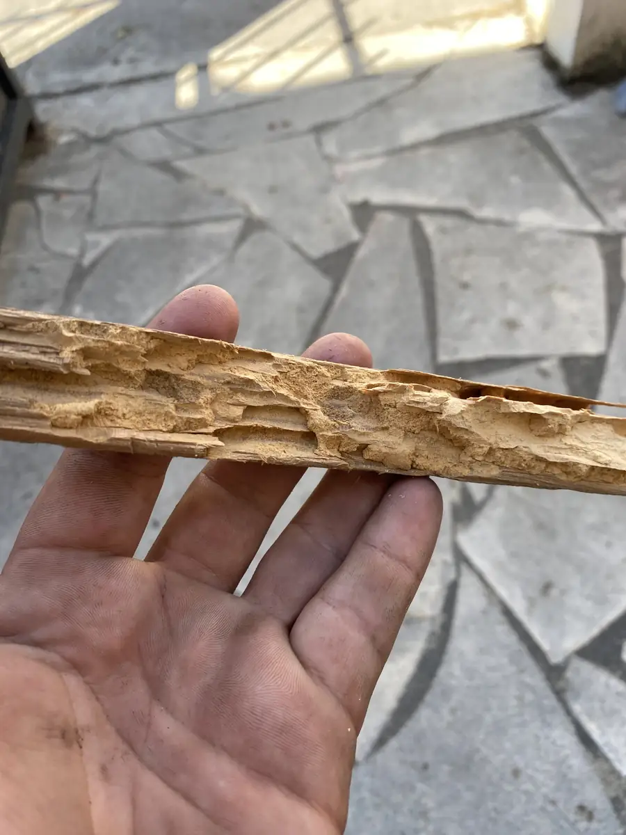 Liteau en bois vermoulu découvert lors d'un diagnostic de toiture